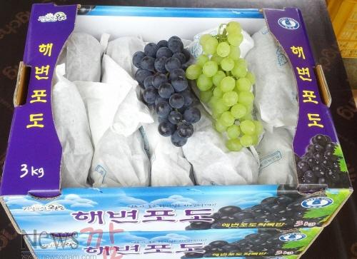 크기변환_해풍을 맞고 자란 ‘완도 자연그대로’ 해변포도가 지난 20일 첫 수확을 시작하여 본격적인 시판에 들어간다. 완도 해변포도 사진.jpg