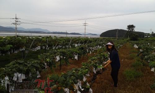 크기변환_ 완도군)의 해풍을 맞고 자란 “완도 자연그대로 노지 해변포도”가 8월말 본격 출하한다. (3).jpg