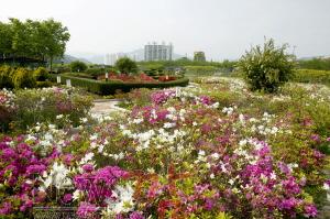 크기변환_천만그루 나무심기(서천변 꽃길조성) (1).jpg