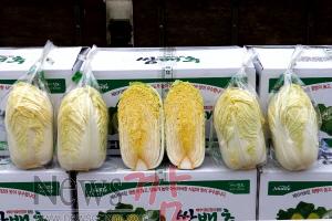 크기변환_진도군에서 ‘암·피부 노화 예방효과’ 베타후레시 쌈배추 본격 출하3.JPG